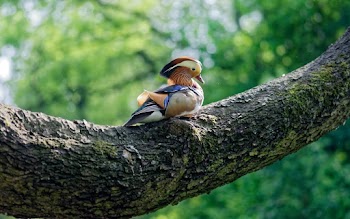 Photo of a Colorful Mandarin Duck Perched on Tree Branch