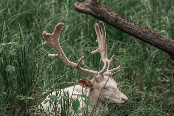 Photo of a Deer on Grass