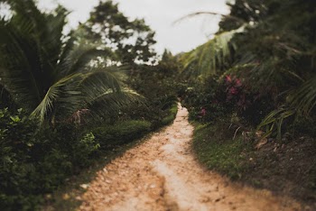 Photo of a dirt road between plants