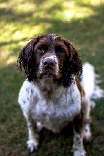 Photo Of A Dog