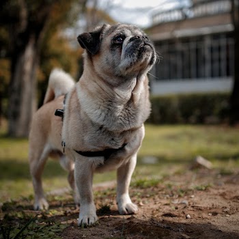 Photo of a Dog