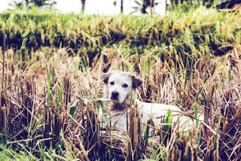 Photo of a Dog Lying Down on Grass
