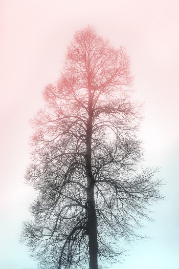 Photo of a Dry Tree