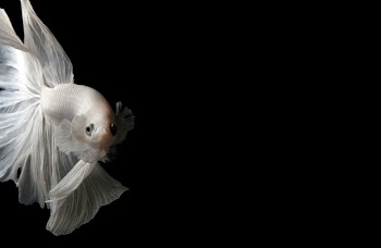 Photo Of A Fish