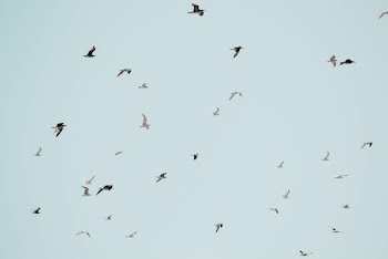 Photo of a Flock of Birds
