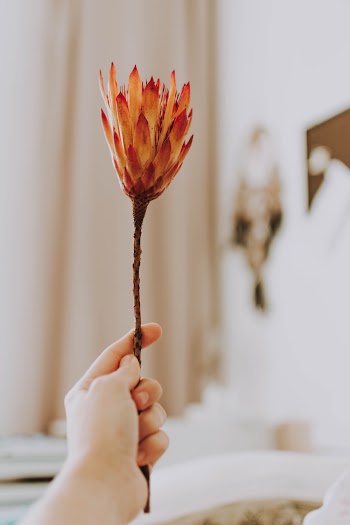 Photo Of A Flower