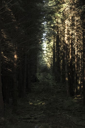Photo Of A Forest