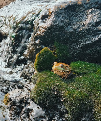 Photo Of A Frog