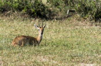 Photo of a Gazelle Lying on Grass