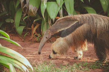 Photo of a giant anteater 