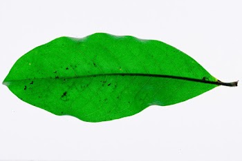 Photo of a green leaf