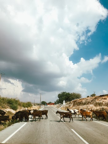 Photo of a Herd of Goats Crossing a Road
