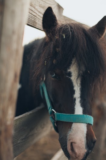 Photo of a Horse