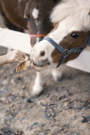 Photo Of A Horse
