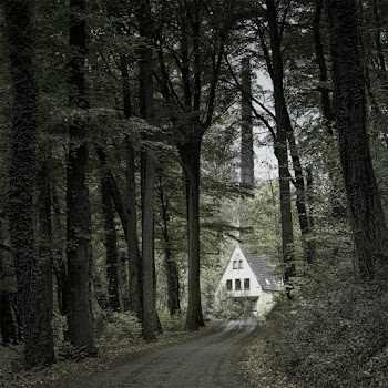Photo of a House Surrounded by Tall Trees