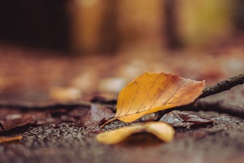 Photo Of A Leaf