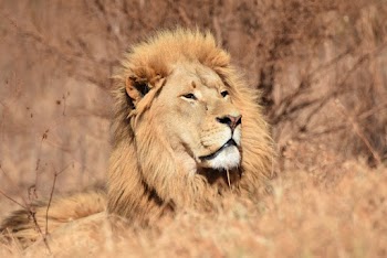 Photo of a Lion