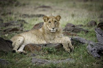 Photo of a Lioness Lying on Ground