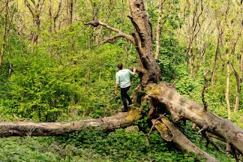 Photo of a Man Standing on Fallen Tree 