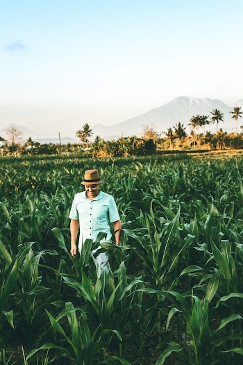 Photo of a Man Wearing Teal Short sleeved Shirt Standing on  Corn Field