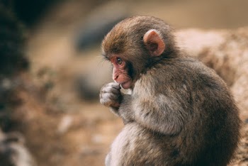 Photo Of A Monkey