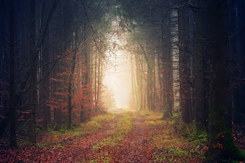 Photo of a Pathway