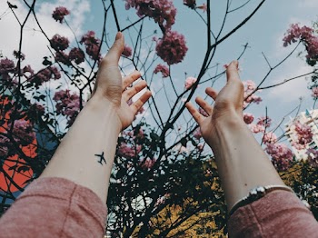 Photo of a Person's Hand About to Touch Pink Cherry Blossoms