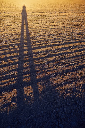 Photo of a person's shadow in a field