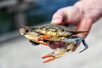 Photo of a person holding crab