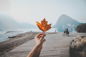 Photo of a Person Holding Orange Leaf 