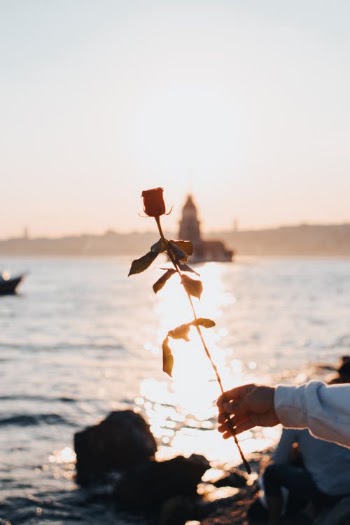 Photo of a Person's Hand Holding a Rose · Free Stock Photo