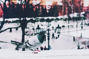 Photo Of A Pigeon
