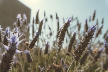 Photo Of A Plant