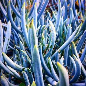 Photo Of A Plant