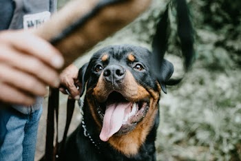 Photo of a Rottweiler