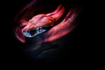 Photo Of A Snake