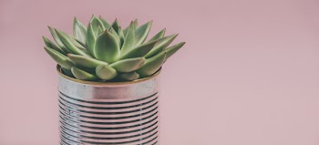 Photo of a Succulent Plant 
