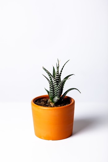 Photo of a Succulent Plant in a Brown Pot