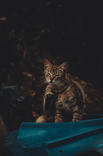 Photo of a Tabby Cat