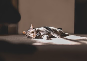 Photo of a Tabby Cat Lying on the Carpet