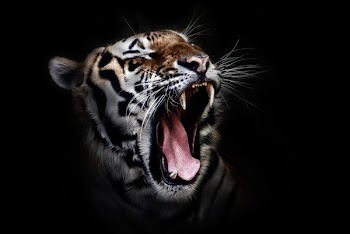 Photo of a Tiger Roaring