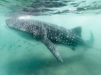 Photo of a Whale Shark Underwater