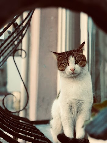 Photo of a white and brown tabby cat