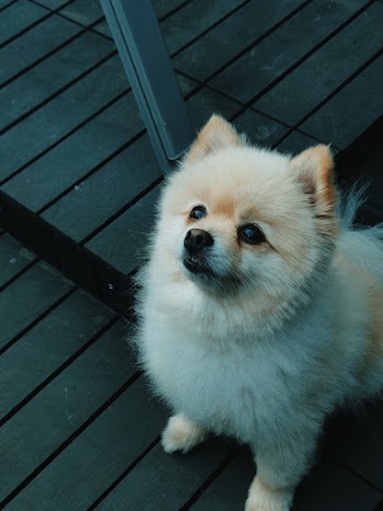 Photo of a White Pomeranian Puppy