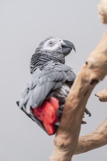 Photo of African Grey Parrot Perched on a Brown Branch