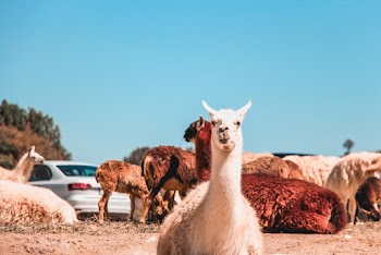 Photo of Alpacas on Ground