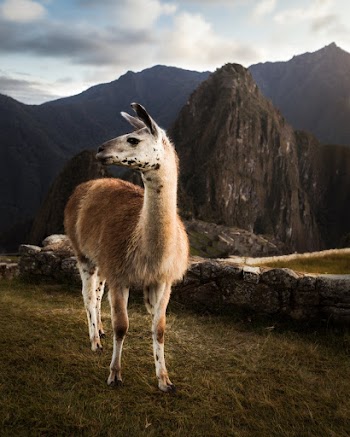 Photo Of An Animal 