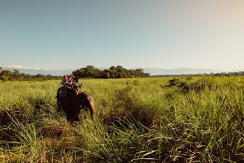 Photo of an Elephant Carrying People on a Green Grass Field