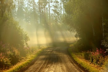 Photo of an Empty Dirt Road  Between Trees