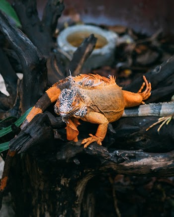 Photo of an Iguana on Tree Log